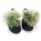1930s Black & Apple Green Slippers w Feathers UK 6